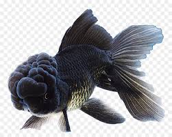 An assortment from calico, black, panda and more. Butterfly Tail Panda Telescope Ranchu Bubble Eye Fish Nohat Free For Designer