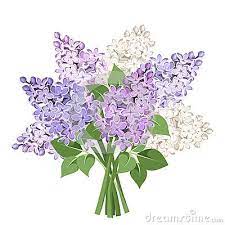 Pohozhee Izobrazhenie Siren Cvety Kartinki