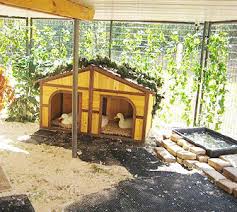 Find ducks ads in our pets category from sydney region, nsw. How To Care For Pet Ducks