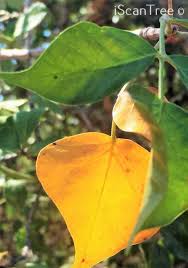 Image result for Lannea schweinfurthii