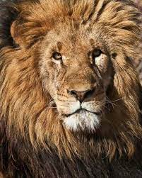 Pin By Serena Williams On Lion Scary Animals Lion Animals