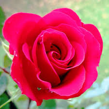 Muda de Rosa Enxertada Vermelho Veludo - Vaso&amp;Flor