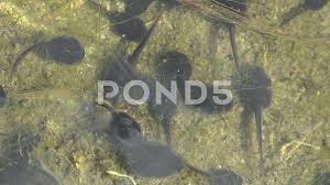 We did not find results for: Tadpole To Frog Stock Footage Royalty Free Stock Videos Pond5