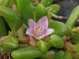 Image result for Sesuvium portulacastrum