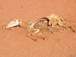 Dead Animal In The Desert Highlights Of Jordan 100 Thousand Photos Animals Ecology Human