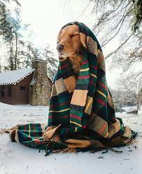 cute puppy dog animal pets cute animals cute puppy pictures best dog breeds