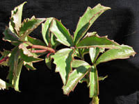 Image result for Cyphostemma adenocaule