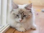 Munchkin cat - Wikipedia