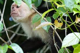 Excursión de un día de La Fortuna a Cano Negro con Rio Frio Boat Adventure  2025