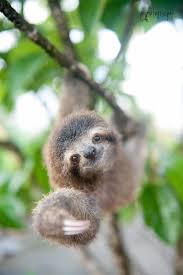 Sloths Are One Of My Favorite Animals Besides The Fact That They Are Adorable I Also Relate To Their Love For Sleep Animals Happy Animals Cute Baby Sloths