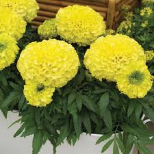 Image result for Tagetes erecta