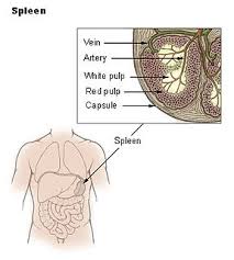 मैत्री वर सुंदर sms मराठी मध्ये marathi maitri. Spleen Meaning In Marathi