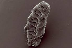 27 Incredible Animals With Real Superpowers Tardigrade Water Bear Moss Piglet