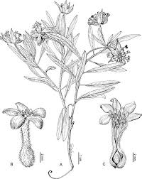 Image result for Octolepis decalepis