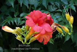 Campsis radicans, the trumpet vine or trumpet creeper (also known in north america as cow itch vine or hummingbird vine), is a species of flowering plant in the family bignoniaceae, native to the eastern united states, and naturalized elsewhere. Trumpet Creeper Campsis Radicans Balboa Sunset Garden Org
