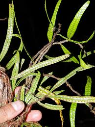 Image result for Microgramma