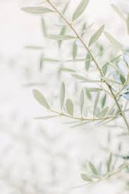 Click To View More This Fine Art Print Of The Leaves Of An Olive Tree Florence Italy Is The Perfect Pi Cvetochnye Fony Zelenye Fony Fotografii Zadnih Planov
