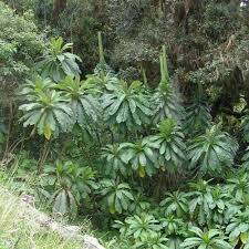 Image result for Lobelia giberroa