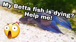 My Betta Fish Is Dying Help Me Youtube
