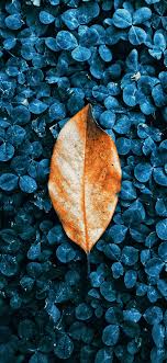 Maybe you would like to learn more about one of these? Fall Colored Autumn Leaves Wallpapers For Iphone