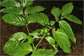 Image result for Canthium glaucum