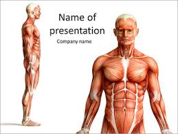 Describe the changes that occur in aging muscles. Muscle Powerpoint Template Smiletemplates Com