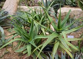 Image result for Aloe cameronii