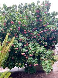 Image result for Dombeya lastii