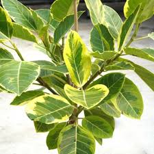 Image result for Ficus stuhlmannii