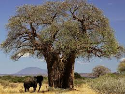 Le baobab dans son utilisatio n traditionnelle est un produit de remise en forme générale grâce à sa composition riche en nutriments. Fruit Du Baobab En Poudre Pourquoi Utiliser Ses Bienfaits Bienfaits Danger Posologie Effets Secondaires