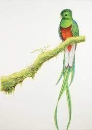 pin by rachel mason on costa rica quetzal tattoo fauna illustration coloriage super mario bros 2