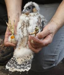 Wt kwi 26, 2005 1:54 pm. Elektrownia Belchatow Gosci Na Swoim Dachu Rodzine Sokolow Drapiezniki Doczekaly Sie Juz Potomstwa Belchatow Nasze Miasto