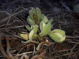 Image result for Rhynchosia nyasica