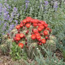 Die claret cup hedgehog cactus essenz hilft uns dabei, besser einschätzen zu können, auf was wir uns konzentrieren müssen, um unsere ziele zu erreichen. Scarlet Hedgehog Cactus Claret Cup High Country Gardens