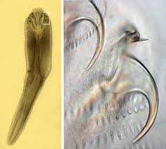 Nasal cavity the cavity on either side of the nasal septum, extending from the nares to the pharynx, and lying between the floor of the cranium and the roof of the without the nose, the body wouldn't be able to taste food nearly as well. Pentastomida An Overview Sciencedirect Topics