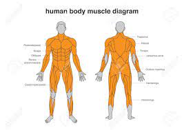 Front of human upper leg: Human Body Muscles Diagram In Full Length Front And Back Side Royalty Free Cliparts Vectors And Stock Illustration Image 128050616