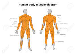 These muscles run along your tailbone to the pubic bone in front of your body and are responsible for there are three main hamstring muscles in your body, which run along the back side of your thighs. Human Body Muscles Diagram In Full Length Front And Back Side Royalty Free Cliparts Vectors And Stock Illustration Image 128050616