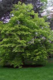 Image result for Agelanthus brunneus