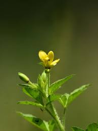Image result for Rhynchosia divaricata