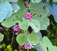 Image result for Pueraria