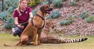 Watch full episodes, get behind the scenes, meet the cast, and much more. Like Cats And Dogs Meet The San Diego Zoo S Most Unlikely Pairs