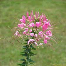 Cleome · several people asked about the flower i had in my header last week, so i thought i might feature it in the blog this week . Rosa Spinnenblume Cleome Spinosa Bio Wissenswertes Saatgut A Z Samen C Samen Saatgut