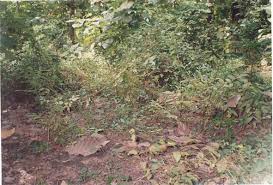 Image result for Pseudoeriosema borianii