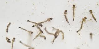 Nama jentik berasal dari gerakannya ketika bergerak di air. Antisipasi Virus Zika Pemburu Jentik Nyamuk Dikerahkan