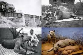 Averigua que hubo ayer en la guía tv, todos los programas, películas y series de la parrilla de la televisión. La Musica Al Compas De Los Recuerdos El Incidente De Los Devoradores De Hombres De Tsavo Kenia El 9 De Diciembre De 1898 Al Sur De Kenia Luego De 8 Meses