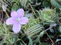 Image result for Barleria holubii