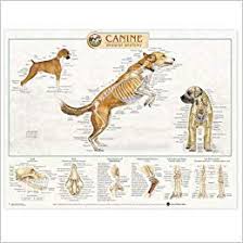 Canine Skeletal System Anatomical Chart 9781587793981