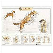 canine skeletal system anatomical chart 9781587793981