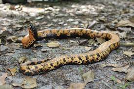 Non Venomous Hognose Peeking Up After Playing Dead Aka The Drama Queens Of The Snake World Drama Queens Snake World