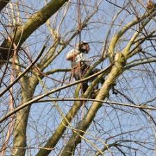 Obstbäume schneidest du entweder im frühjahr von februar bis märz oder im sommer von juli bis august. Baume Schneiden Und Fallen Nur Noch Bis Sonntag Erlaubt Proplanta De
